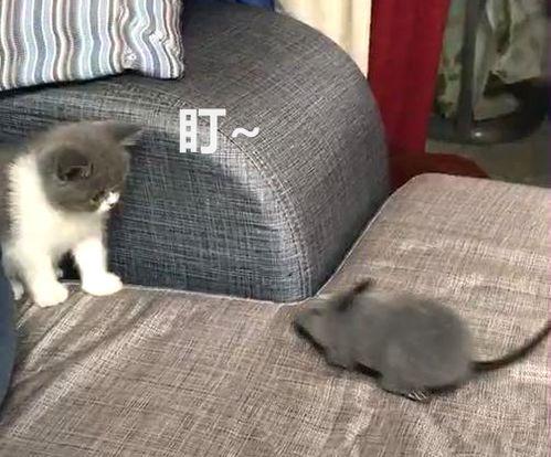 小奶猫福利破解版在线