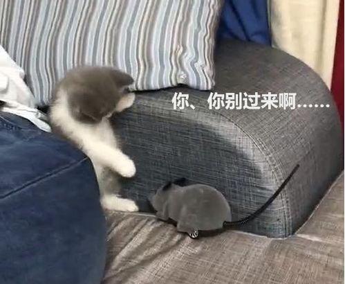 小奶猫福利破解版在线