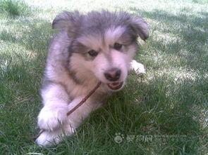 微博福利幼犬少女在线,微博带你萌翻萌宠世界