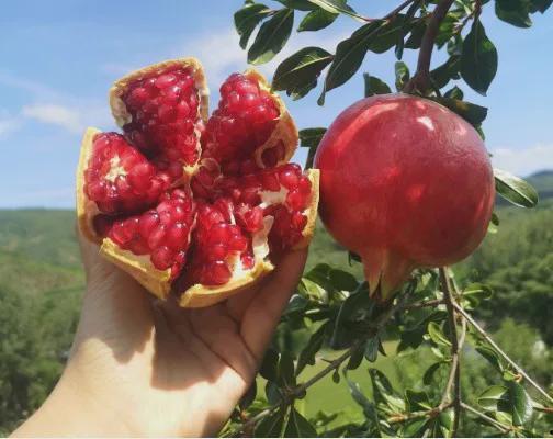 石榴福利在线观看,在线观看，畅享视听盛宴